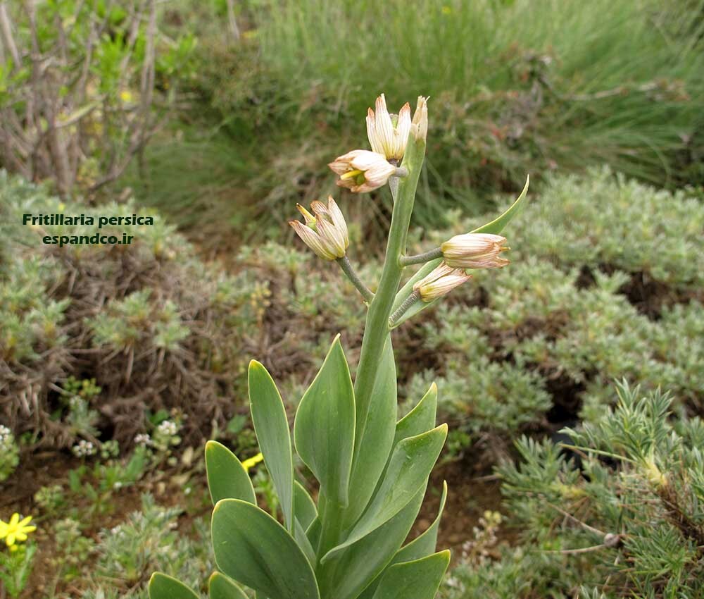 لاله واژگون ایرانی